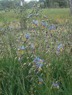 Image of Dianella amoena G. W. Carr & P. F. Horsfall