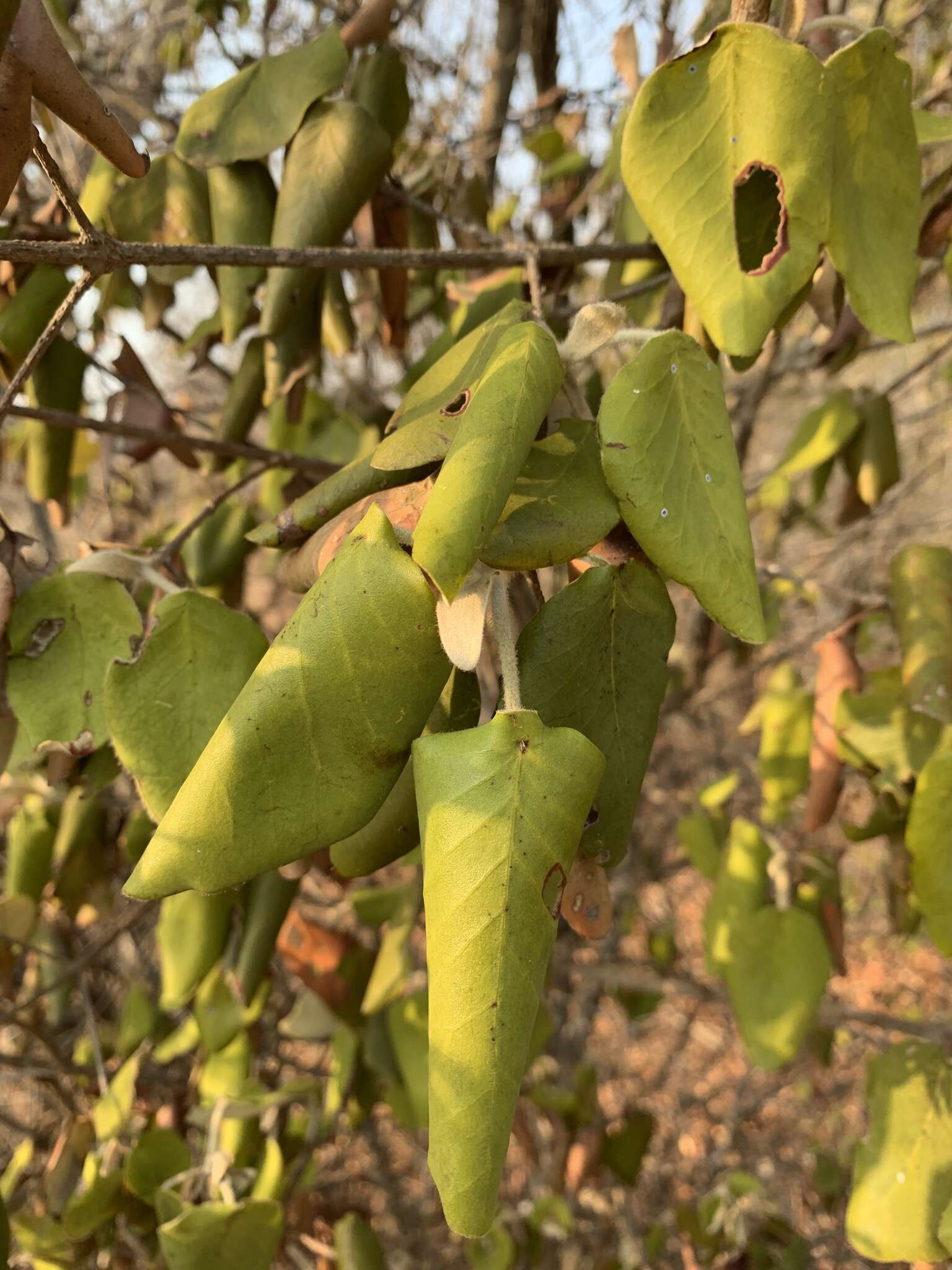 Plancia ëd Androstachys johnsonii Prain