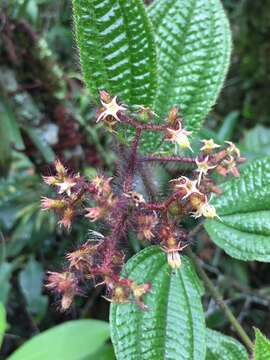 Image of Miconia australis