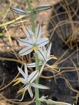 Image of Chlorophytum recurvifolium (Baker) C. Archer & Kativu