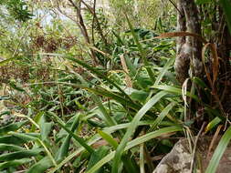 Image of Machaerina iridifolia (Bory) T. Koyama