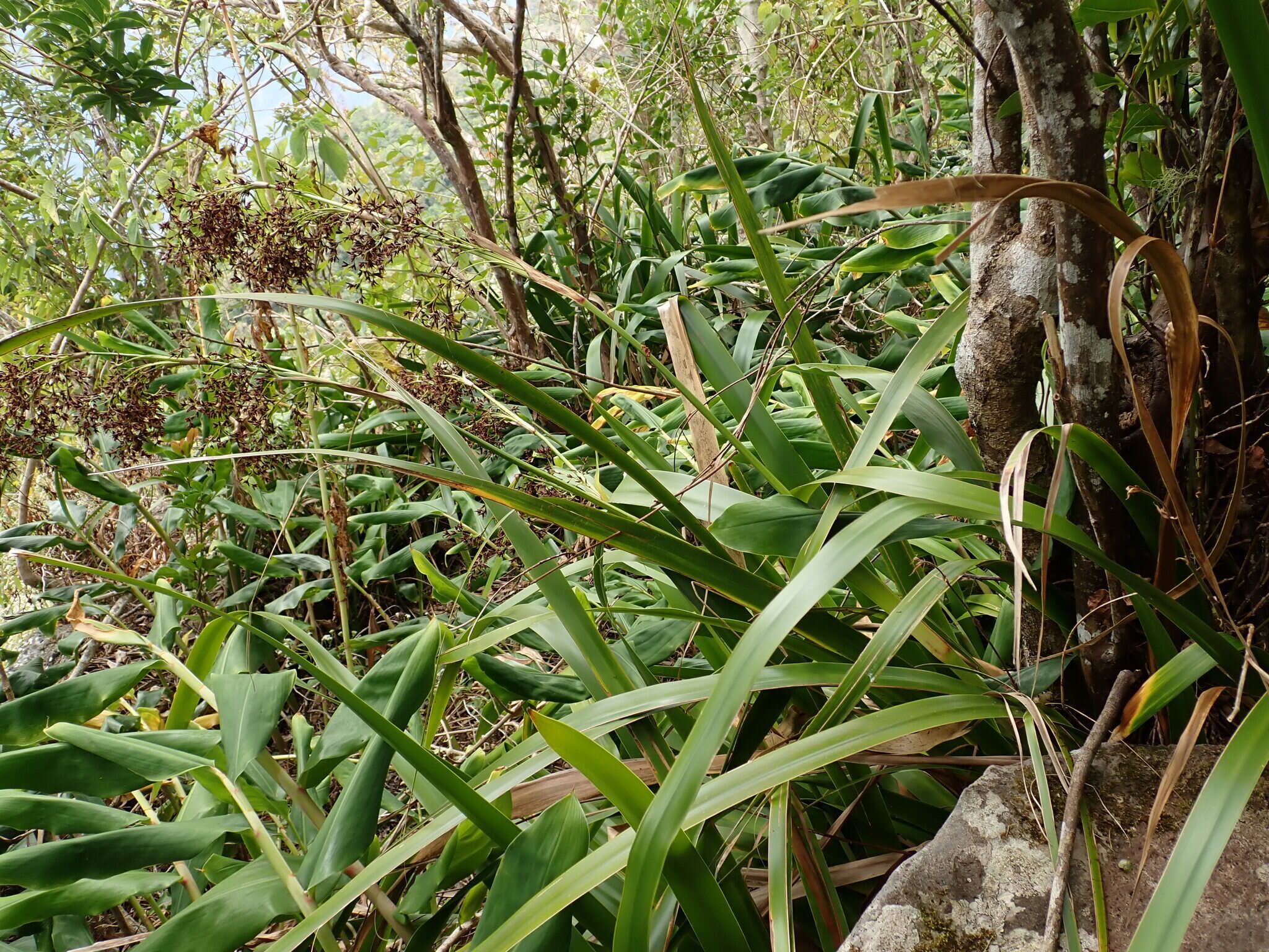 Image of Machaerina iridifolia (Bory) T. Koyama