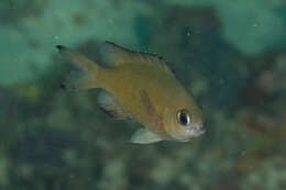 Image of Brown chromis