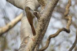 Image of Ivory-billed Woodcreeper