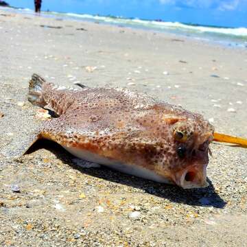 Image of Polka-dot batfish