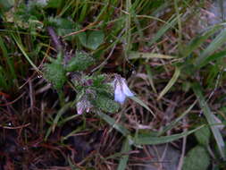 صورة Borago pygmaea (DC.) Chater & Greuter