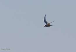 Image of Snowy-crowned Tern