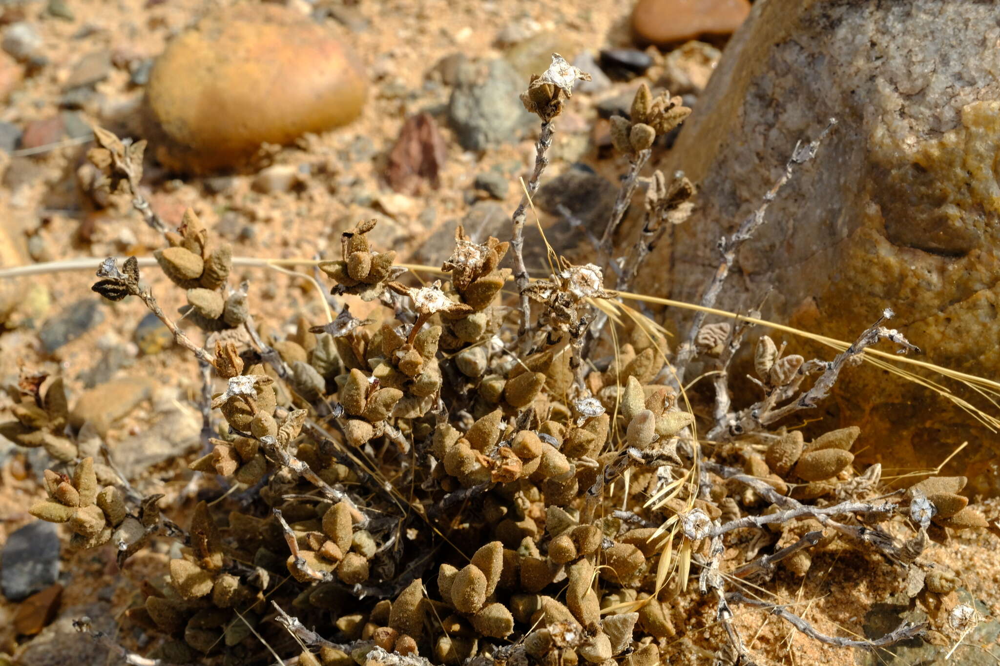 Image of Psammophora modesta (Dinter & Berger) Dinter & Schwant.