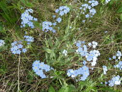 Imagem de Myosotis krylovii Sergievskaya