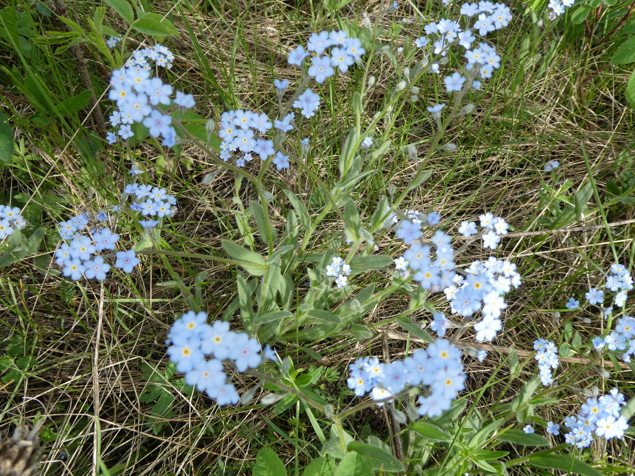 Imagem de Myosotis krylovii Sergievskaya