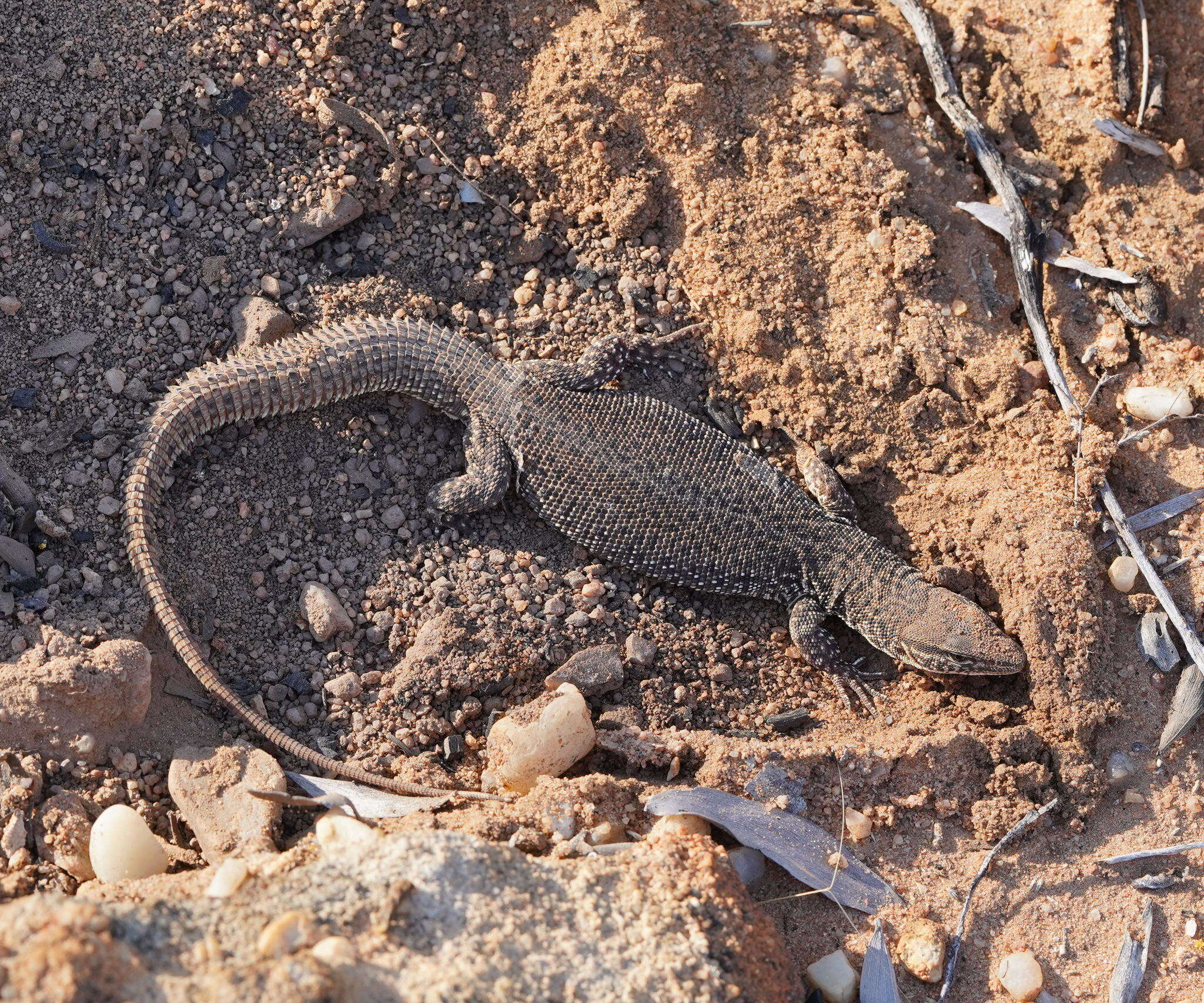 Imagem de Varanus storri Mertens 1966