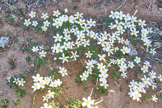 Imagem de Oxalis tenella Jacq.