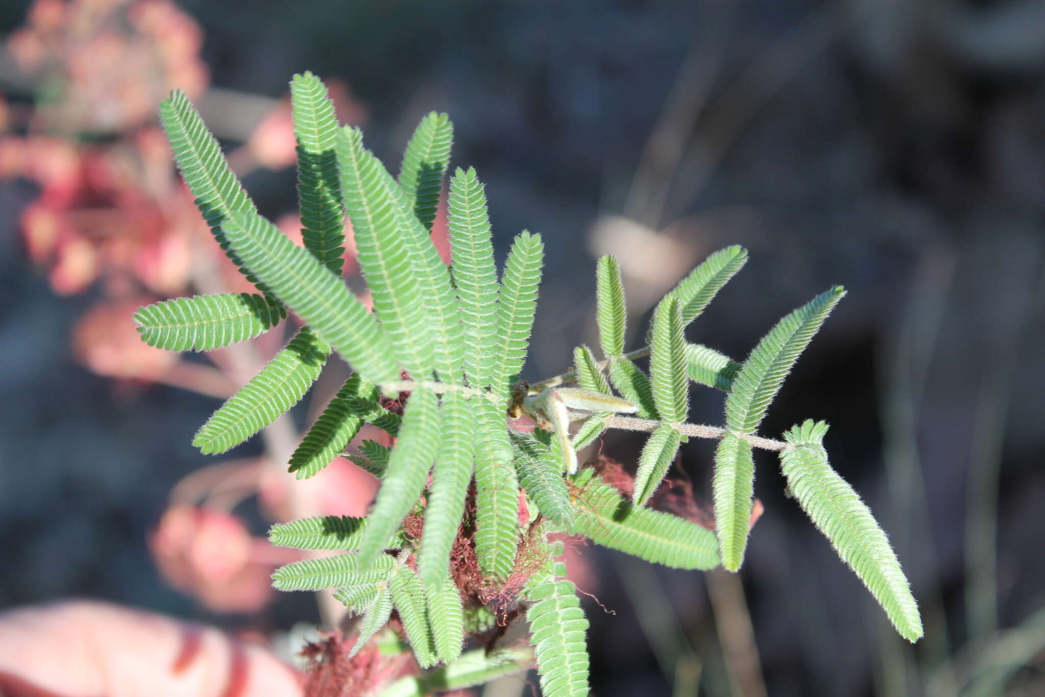 Imagem de Calliandra hirsuta (G. Don) Benth.