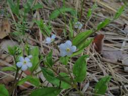 Image of Trigonotis radicans (Turcz.) Stev.