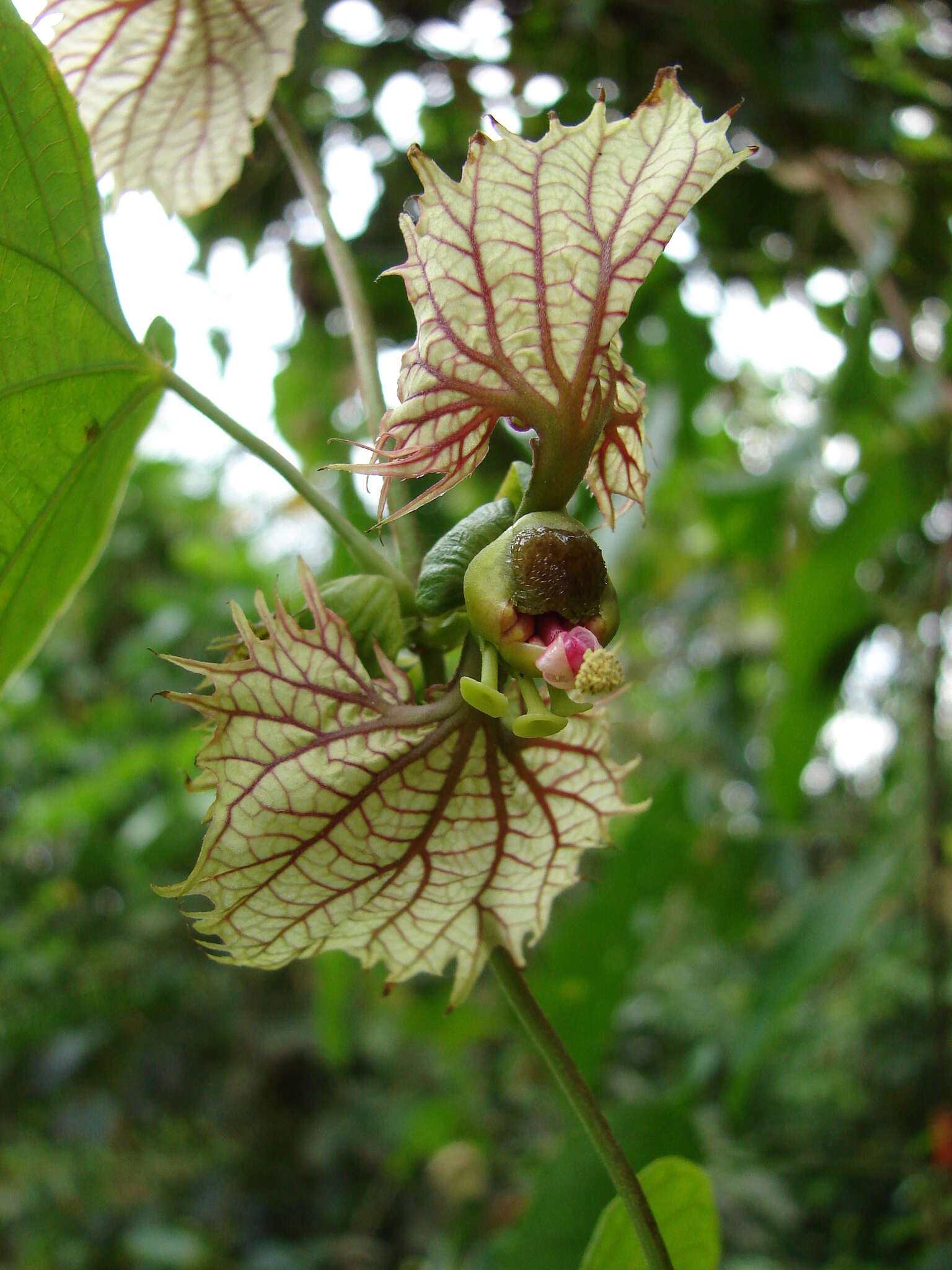 Plancia ëd Dalechampia dioscoreifolia Poepp.