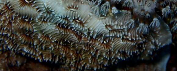 Image of Peacock Coral