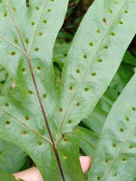 Imagem de Phymatosorus membranifolius (R. Br.) S. G. Lu