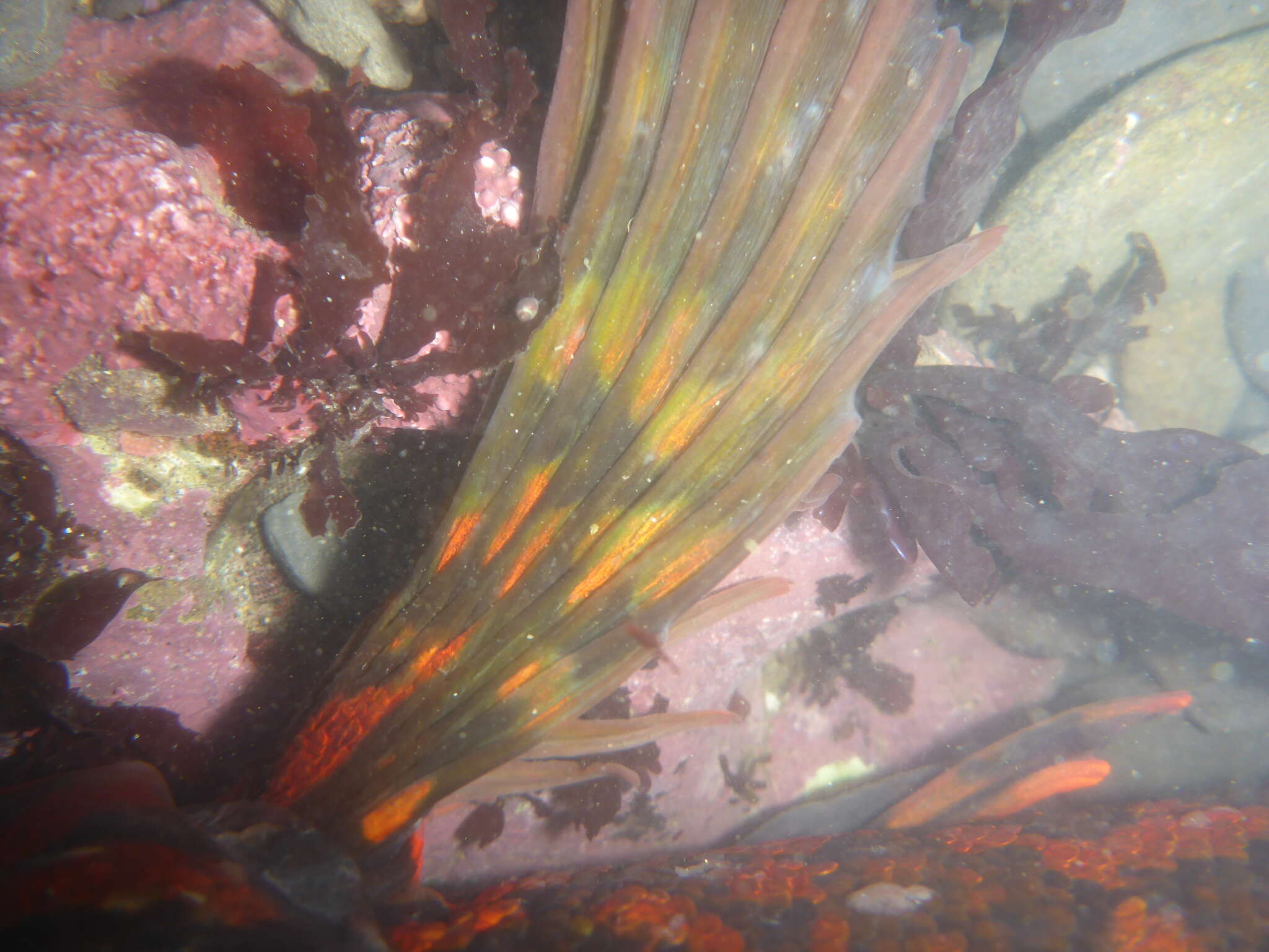 Image of Rock greenling