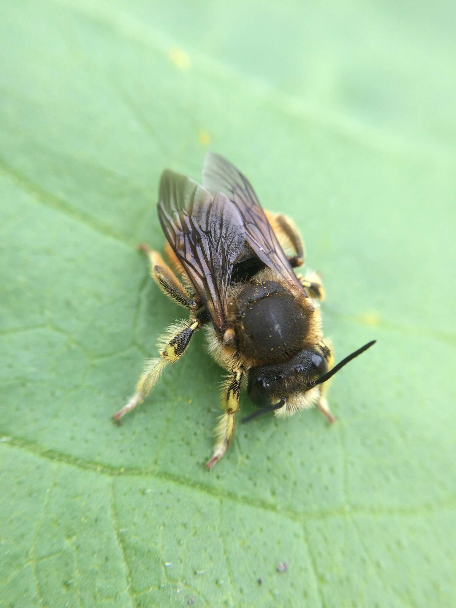 صورة Anthidium manicatum (Linnaeus 1758)