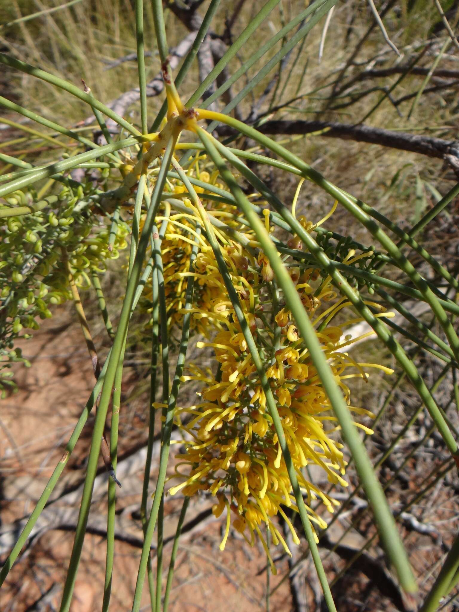 Image de Hakea chordophylla F. Müll.