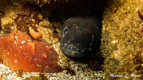 Image of Conger Eel