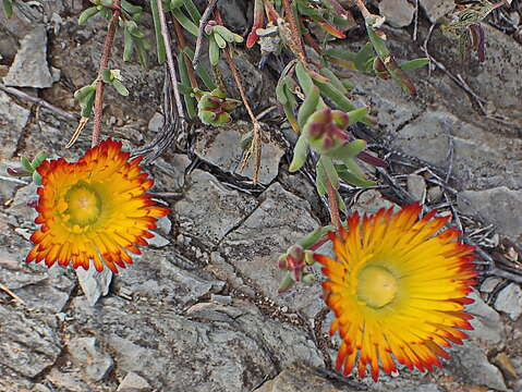 Imagem de Drosanthemum bicolor L. Bol.