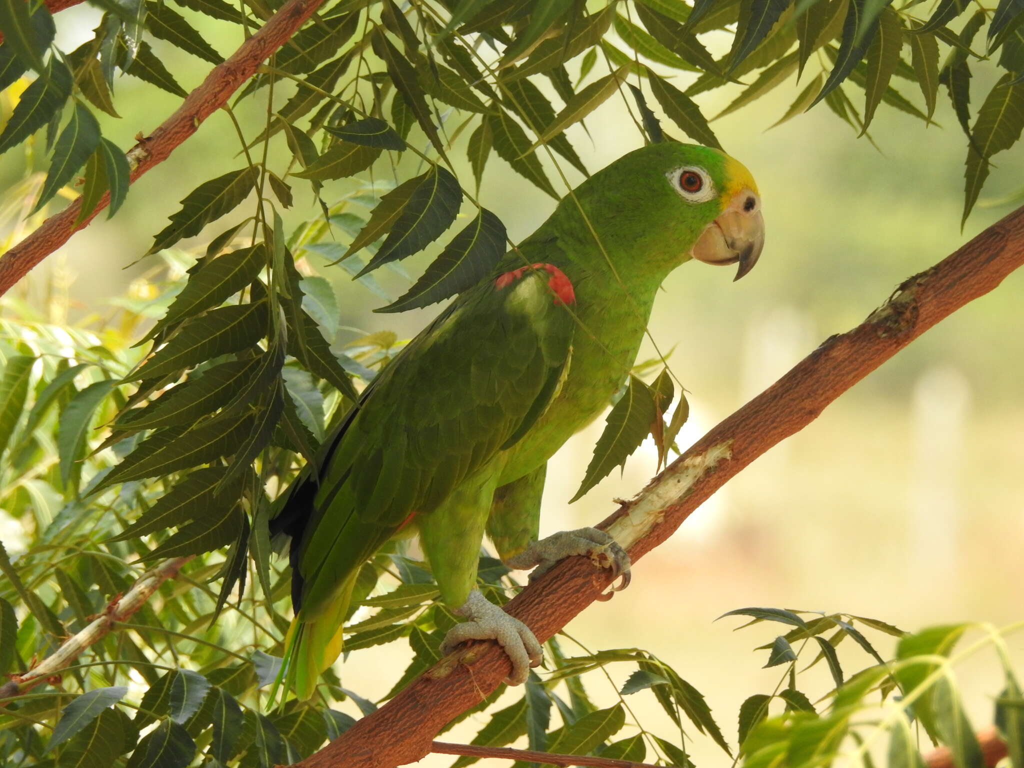 Image of Yellow-crowned Parrot, Yellow-crowned Amazon