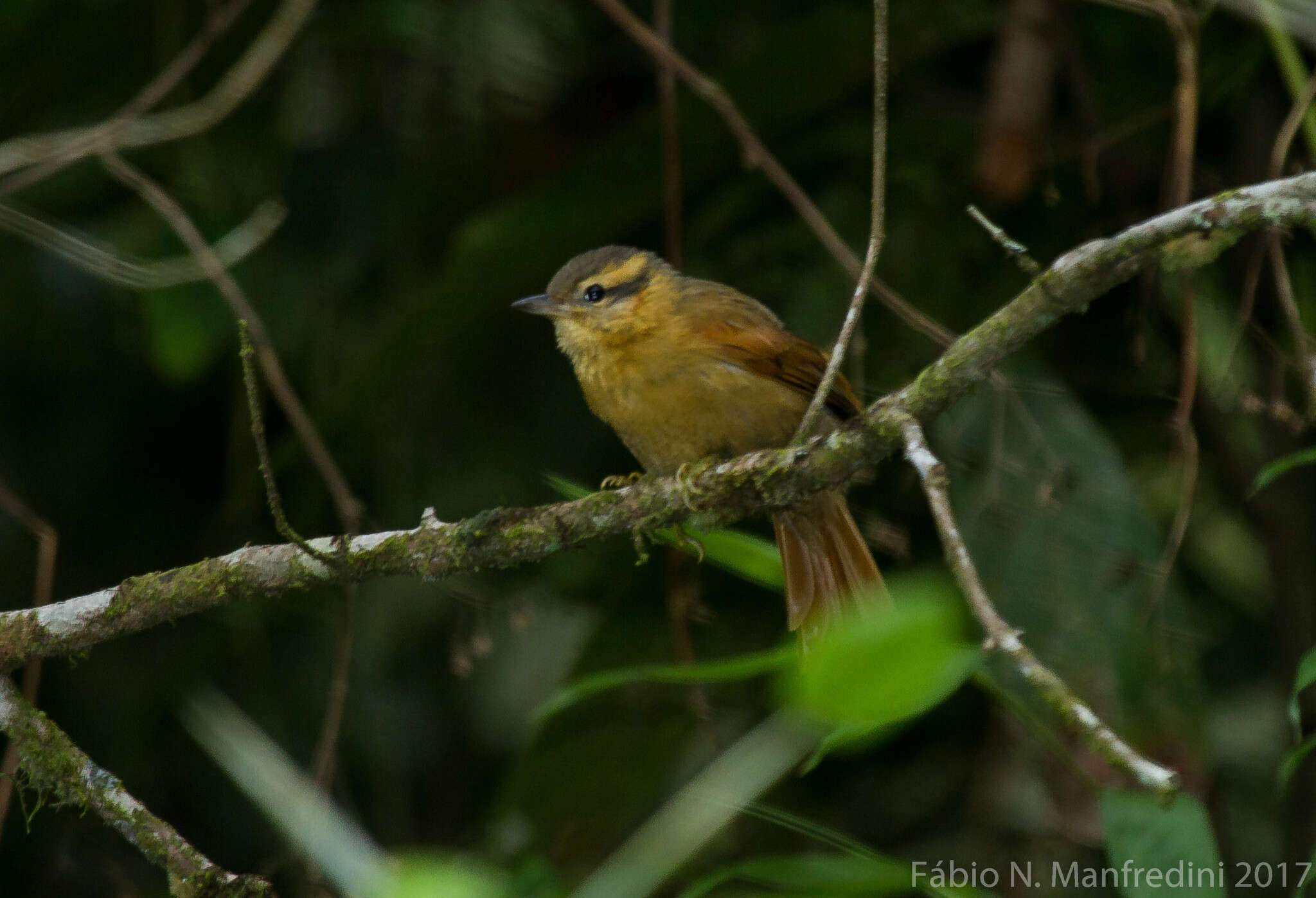 Image of Ochre-breasted Foliage-gleaner