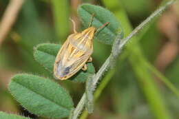 Image of Wheat stink bug