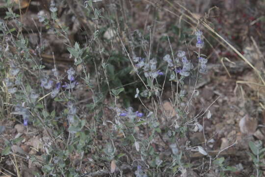 Image de Salvia parryi A. Gray