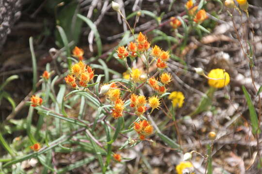 Image of Waitzia acuminata Steetz