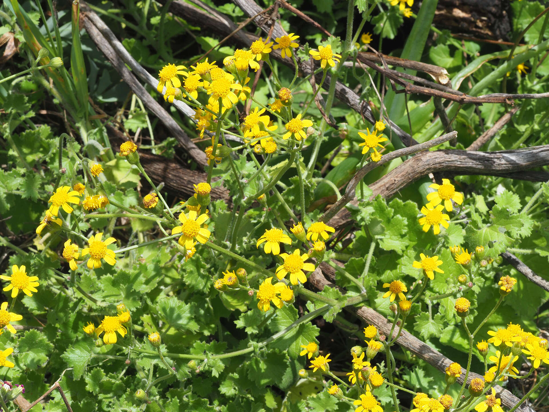 Image of Cineraria geifolia (L.) L.