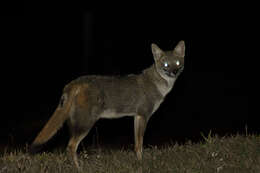 Image of Brasilian Fox