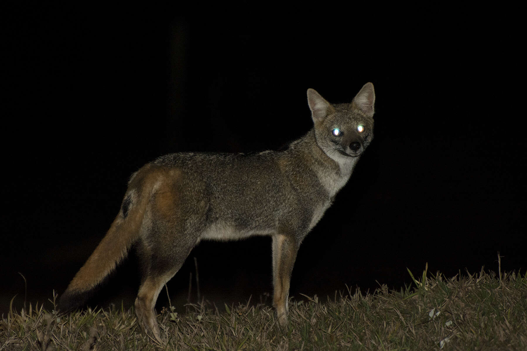 Image of Brasilian Fox