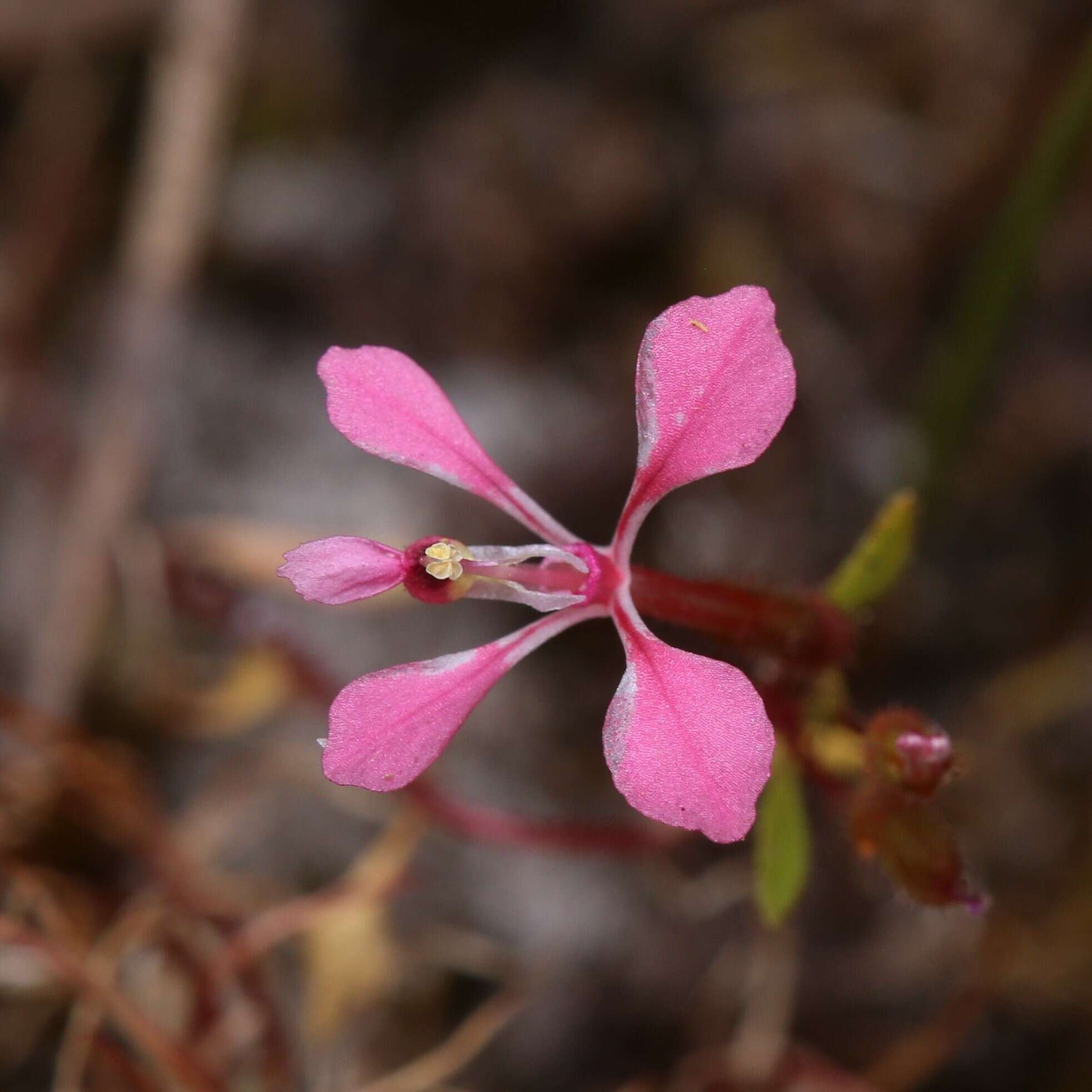 Image of Levenhookia aestiva