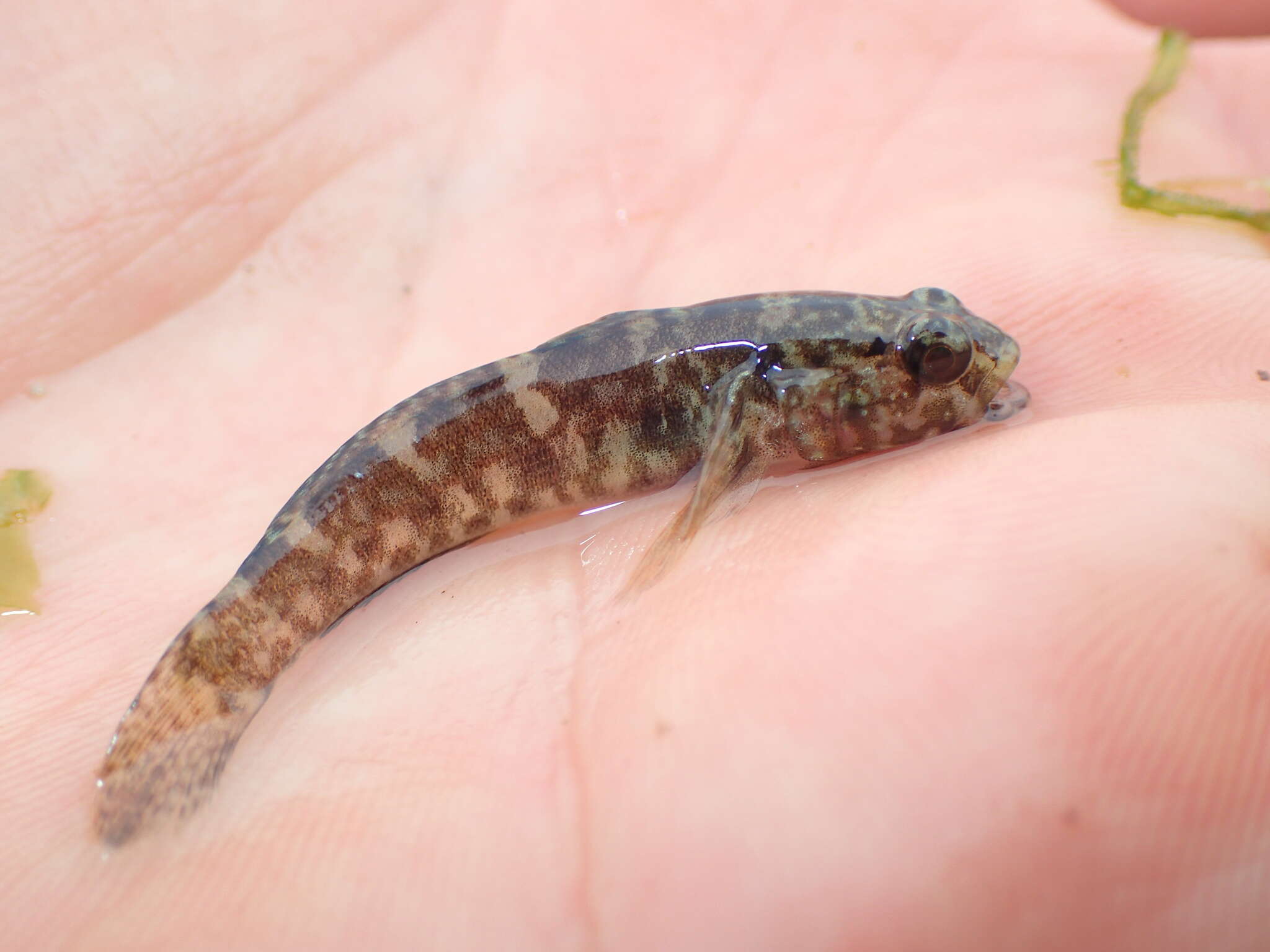 Image of Rock Goby