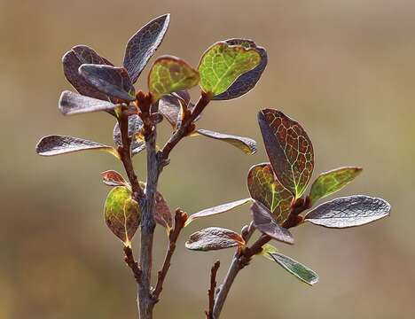 Image of Vaccinium uliginosum subsp. microphyllum Lange