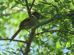 Image of Sooty-fronted Spinetail