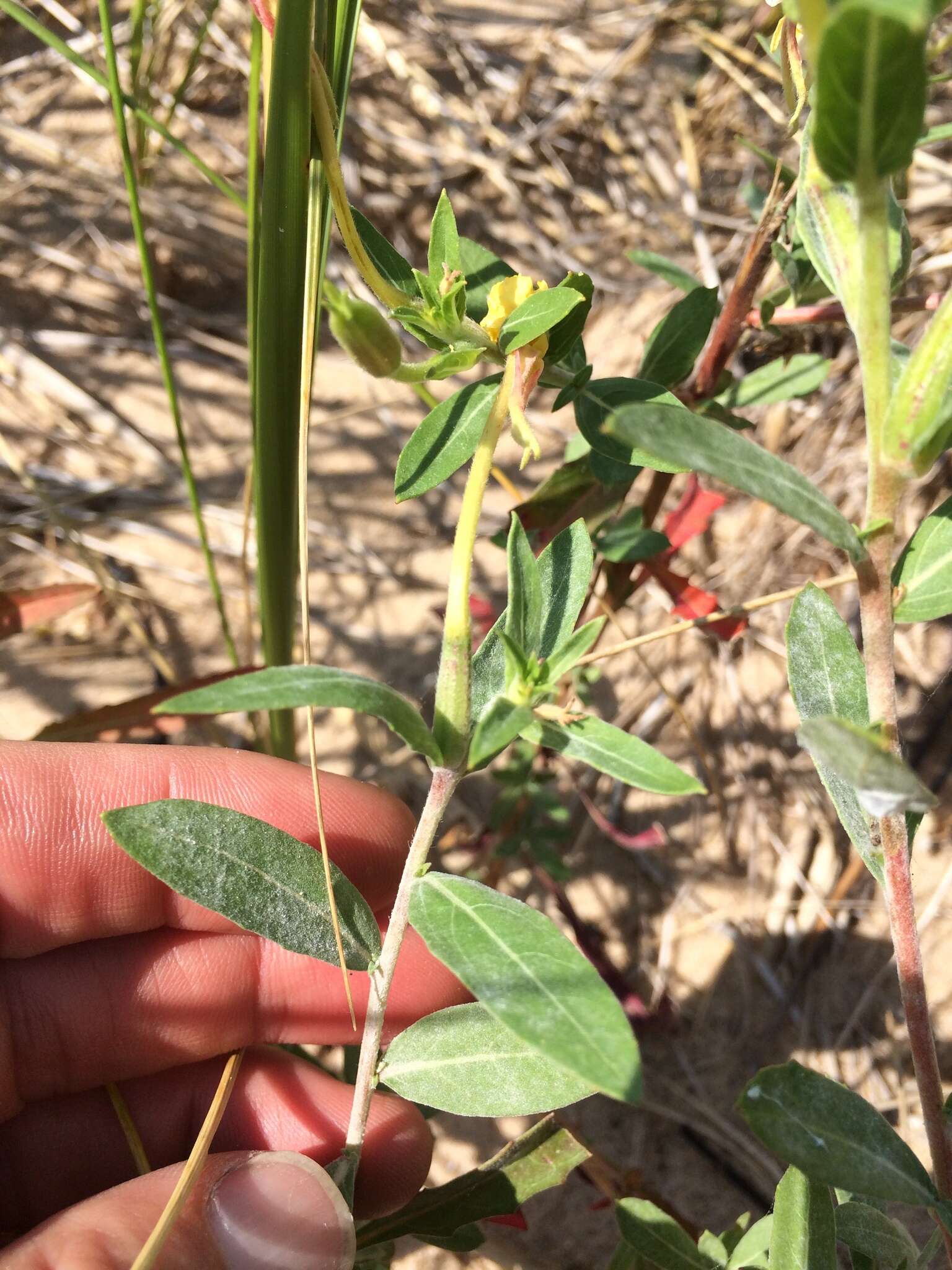 Imagem de Oenothera oakesiana (A. Gray) S. Watson