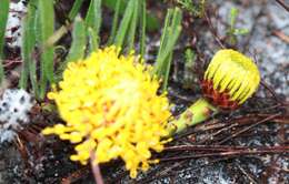 Image de Leucospermum hypophyllocarpodendron subsp. hypophyllocarpodendron