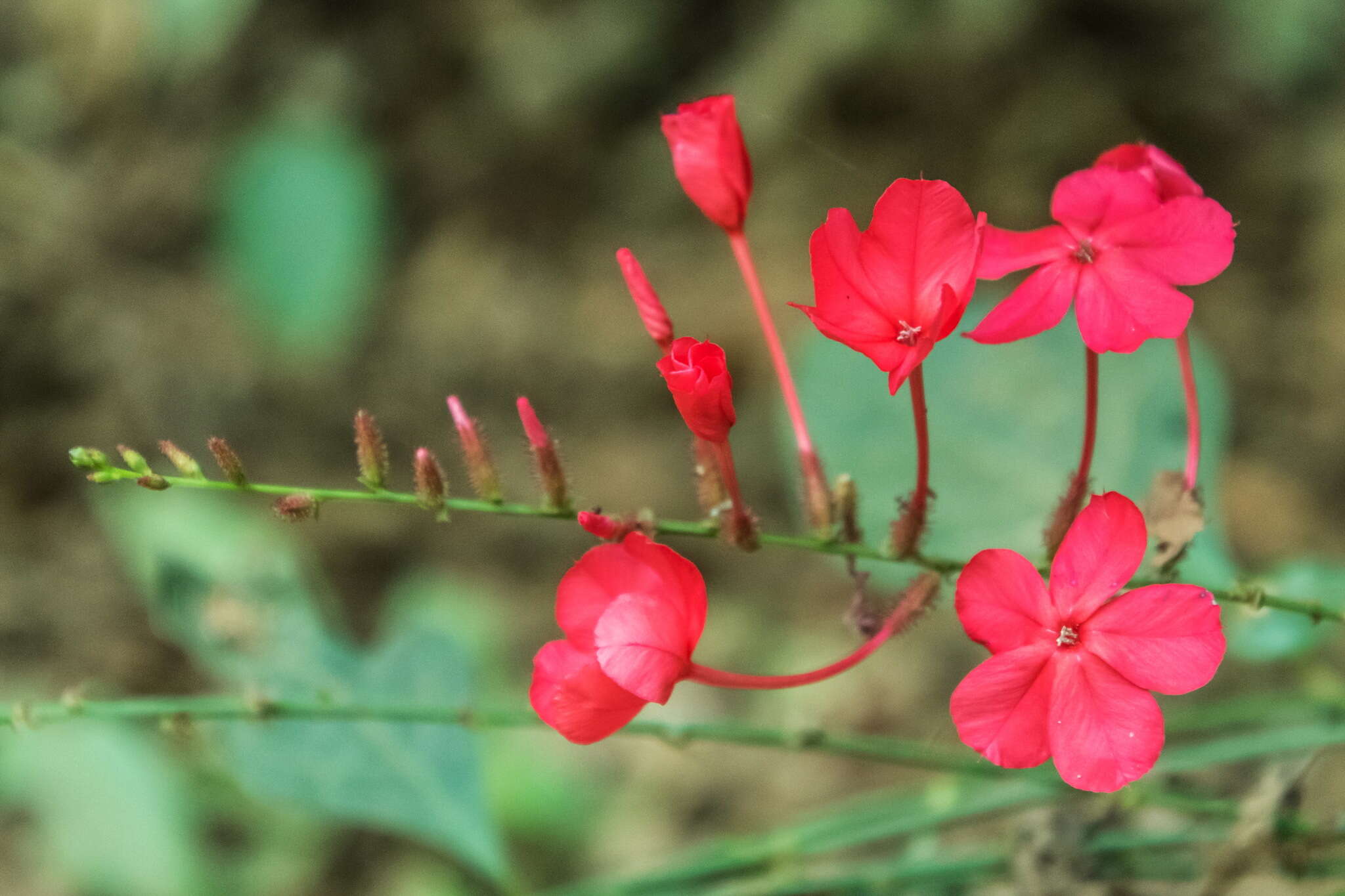 Imagem de Plumbago indica L.