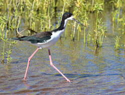 Image of Hawaiian stilt