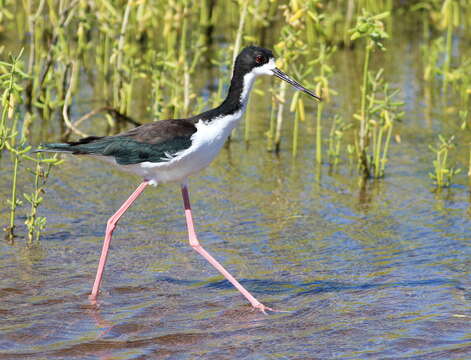 Image of Hawaiian stilt