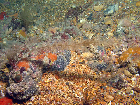 Image of sea cypress hydroid