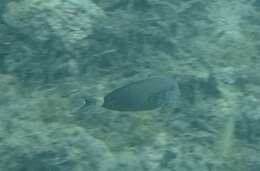 Image of Black-barred Surgeonfish