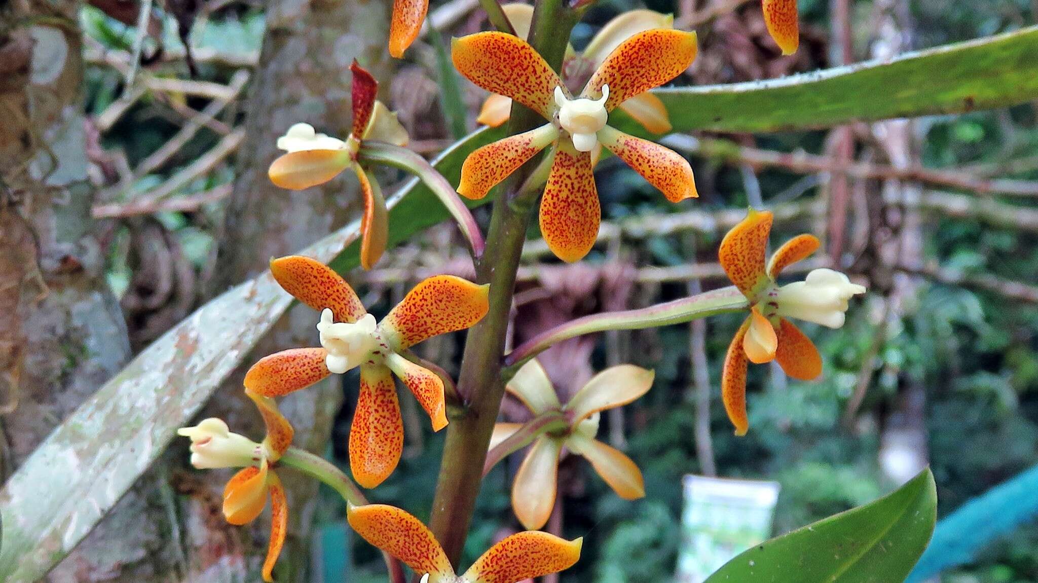 Image of Prosthechea pachysepala (Klotzsch) Chiron & V. P. Castro