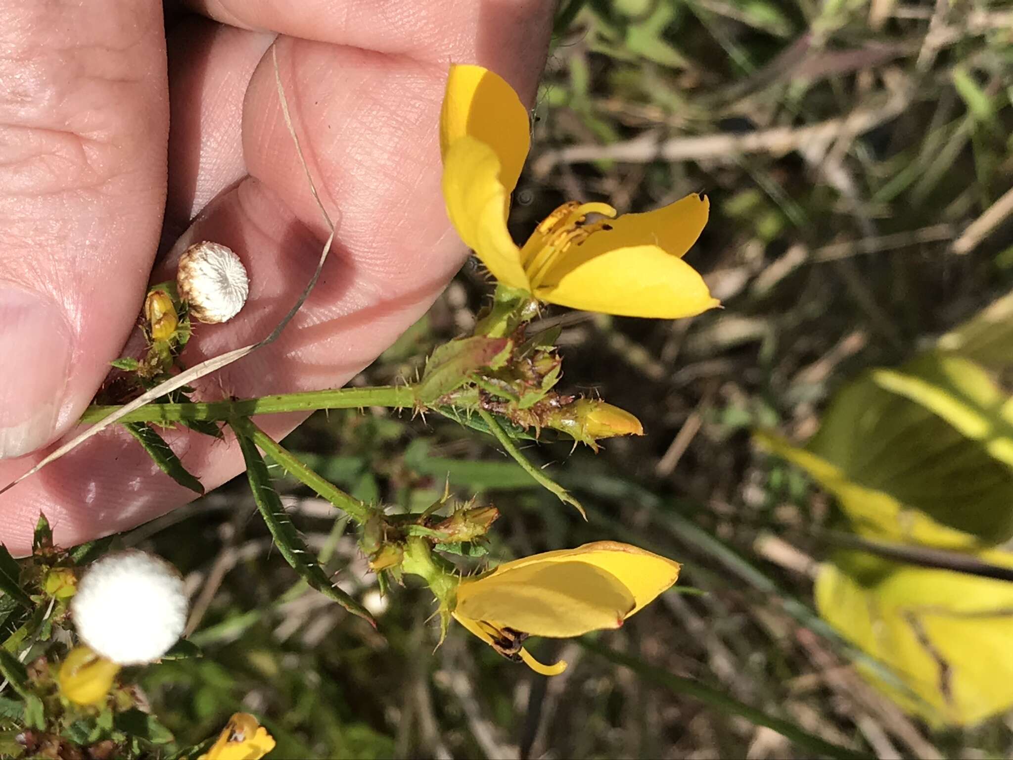 Image of Yellow Meadow-Beauty