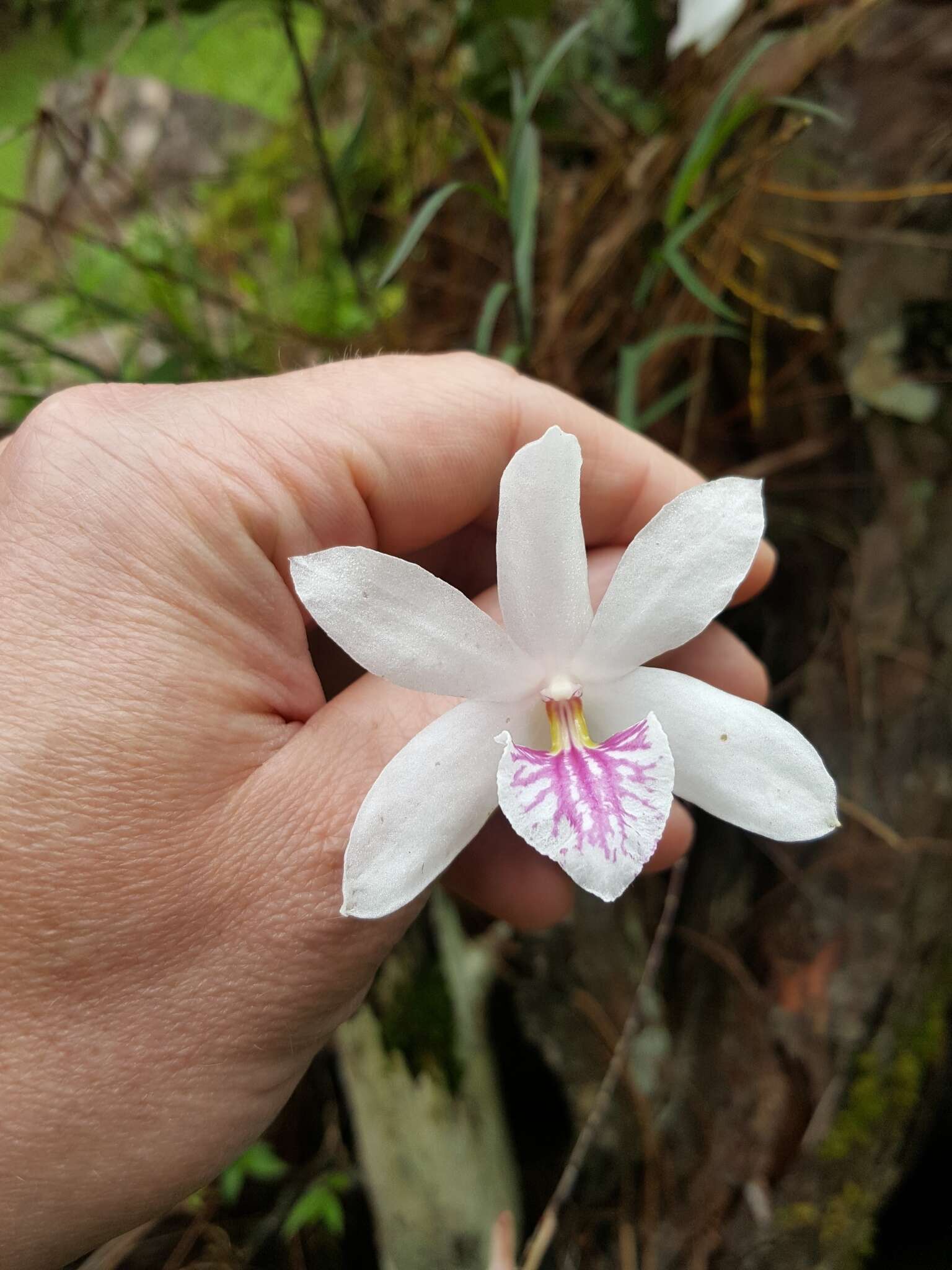 Plancia ëd Dendrobium papilio Loher