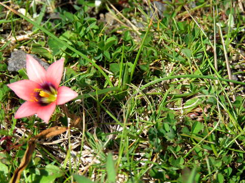 Image of Romulea obscura var. subtestacea M. P. de Vos