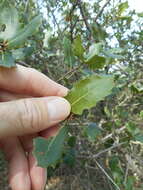 Image of interior live oak